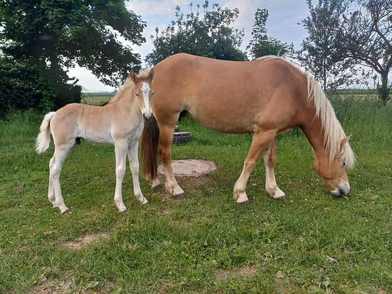 Haflinger Stallion  Chestnut-Red in Rheinbach