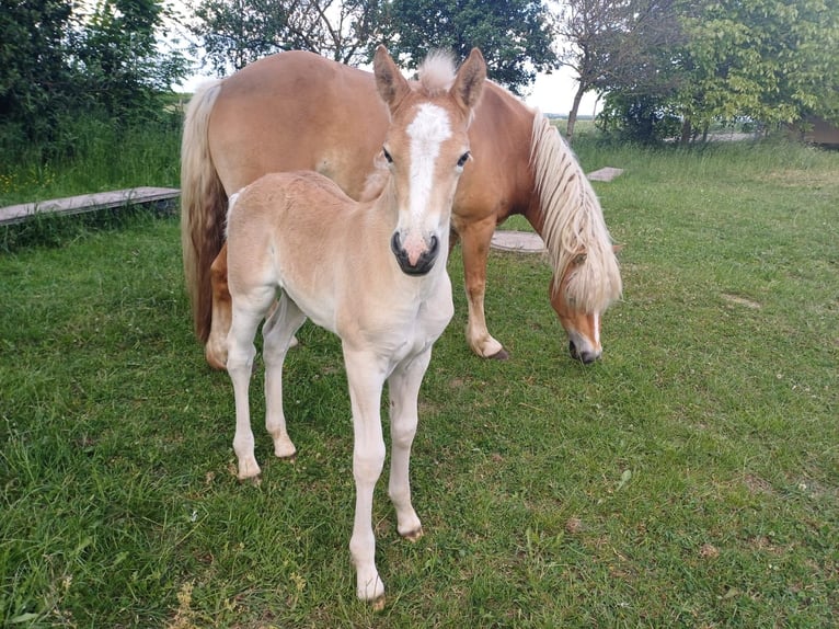 Haflinger Stallion  Chestnut-Red in Rheinbach