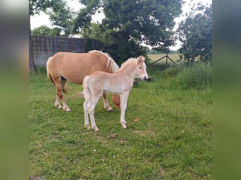 Haflinger Stallion  Chestnut-Red in Rheinbach