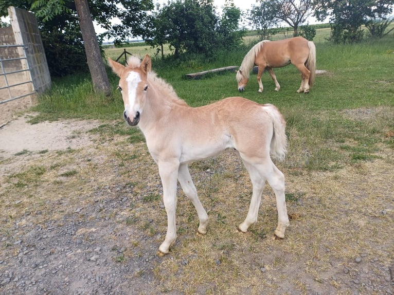 Haflinger Stallion  Chestnut-Red in Rheinbach