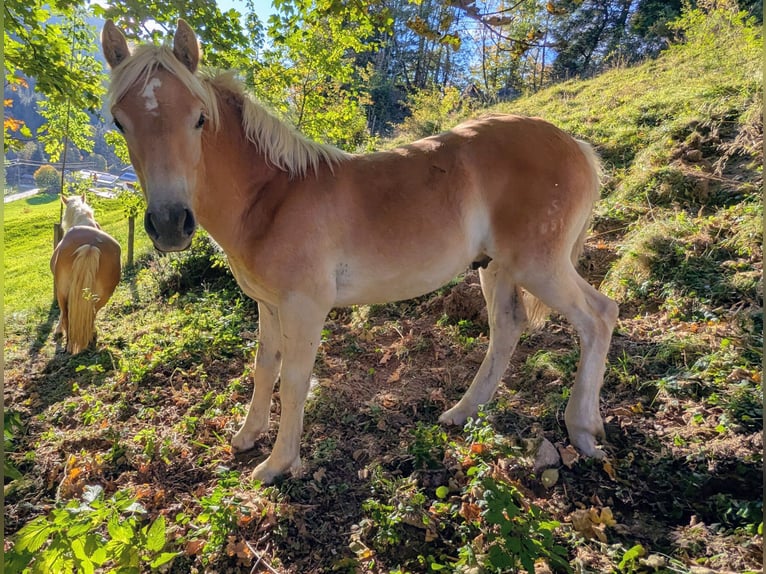 Haflinger Stallion Foal (03/2026) Chestnut-Red in Großarl