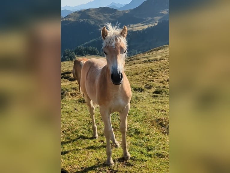 Haflinger Stallion Foal (03/2026) Chestnut-Red in Großarl