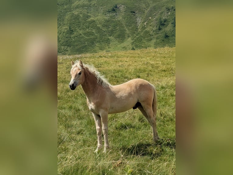 Haflinger Stallion Foal (03/2026) Chestnut-Red in Großarl
