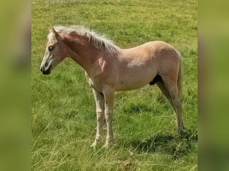 Haflinger Stallion Foal (03/2026) Chestnut-Red in Großarl