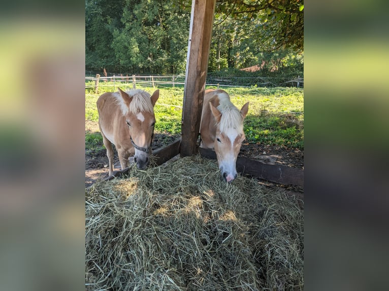 Haflinger Stallion Foal (02/2025) Chestnut-Red in Meerbeck