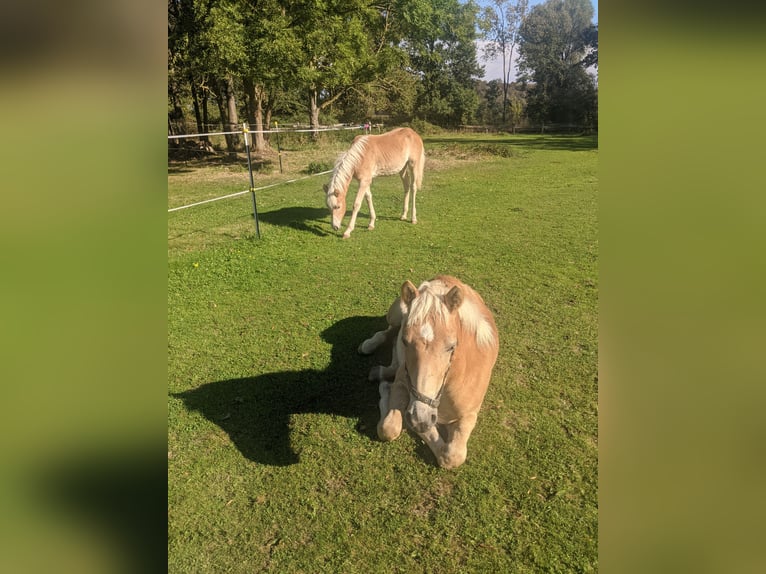 Haflinger Stallion Foal (02/2025) Chestnut-Red in Meerbeck