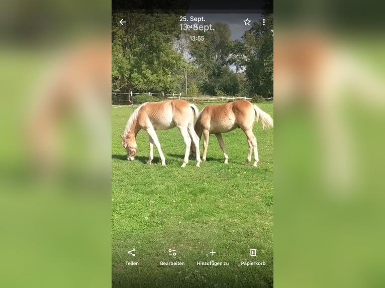 Haflinger Stallion Foal (02/2025) Chestnut-Red in Meerbeck
