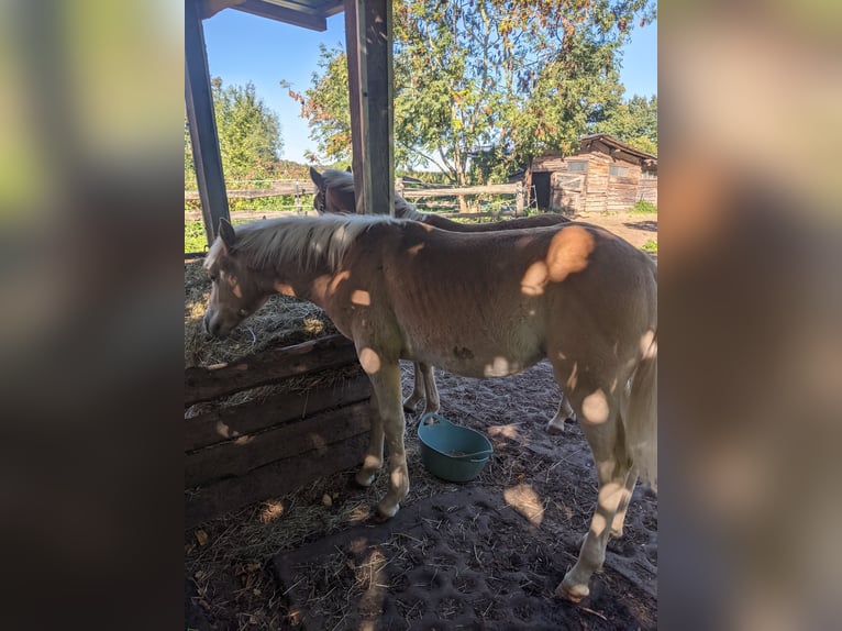 Haflinger Stallion Foal (02/2025) Chestnut-Red in Meerbeck