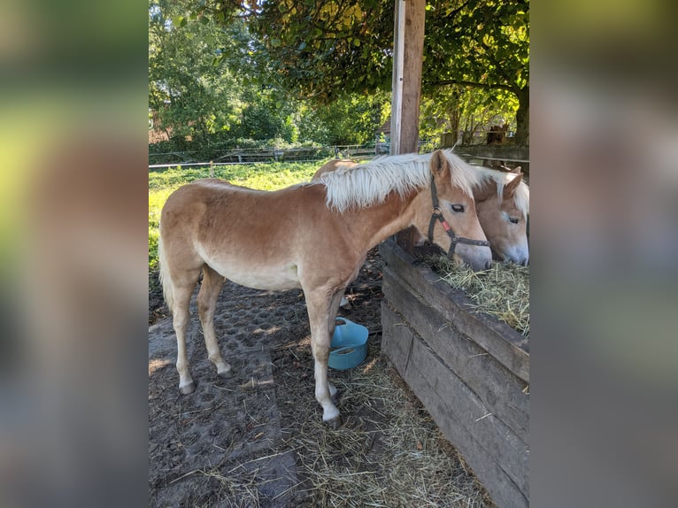 Haflinger Stallion Foal (02/2025) Chestnut-Red in Meerbeck