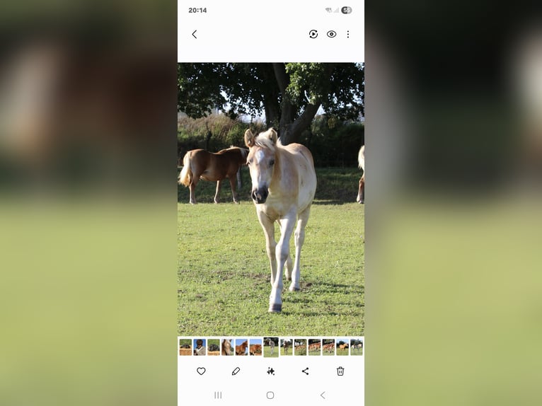 Haflinger Stallion Foal (05/2025) Chestnut-Red in Gnewikow