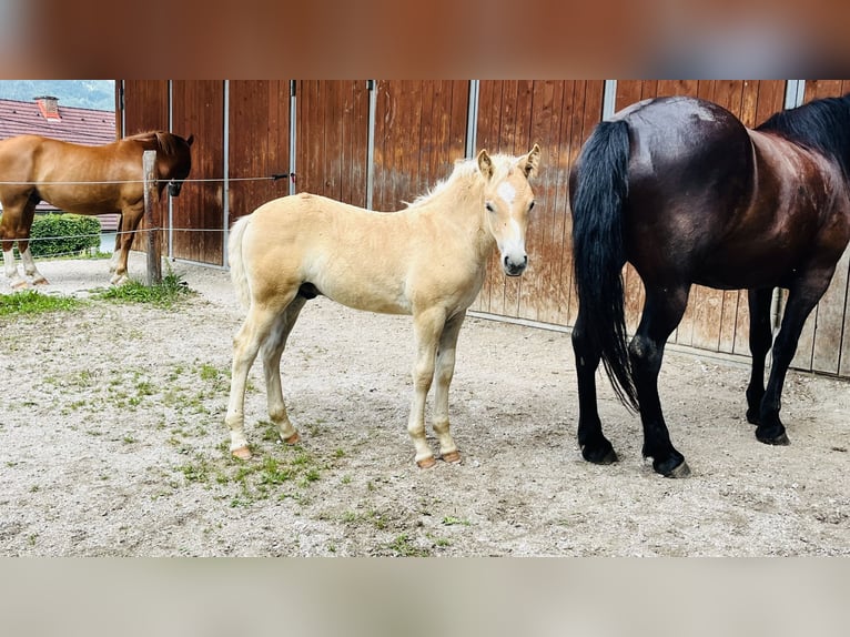 Haflinger Stallion Foal (05/2026) Chestnut-Red in Admont