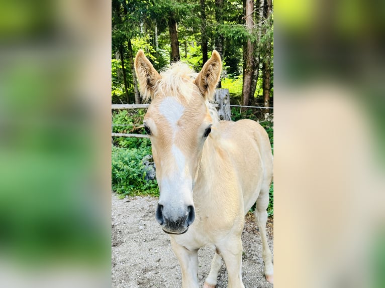 Haflinger Stallion Foal (05/2026) Chestnut-Red in Admont