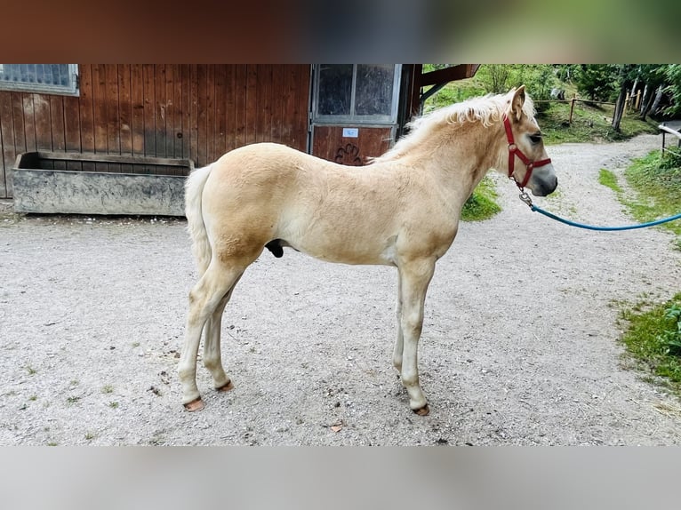 Haflinger Stallion Foal (05/2026) Chestnut-Red in Admont