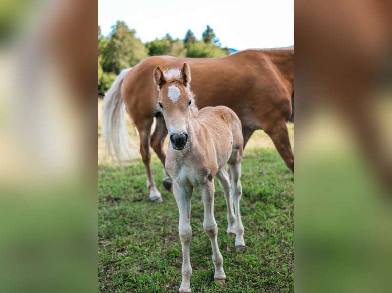 Haflinger Stallion Foal (05/2026) Chestnut-Red in Feldkirchen