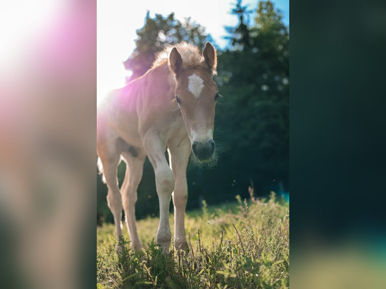 Haflinger Stallion Foal (05/2026) Chestnut-Red in Feldkirchen