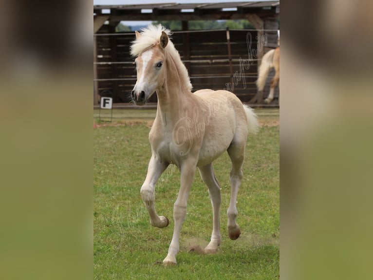 Haflinger Stallion Foal (05/2025) Chestnut-Red in H&#xF6;chstadt an der Aisch