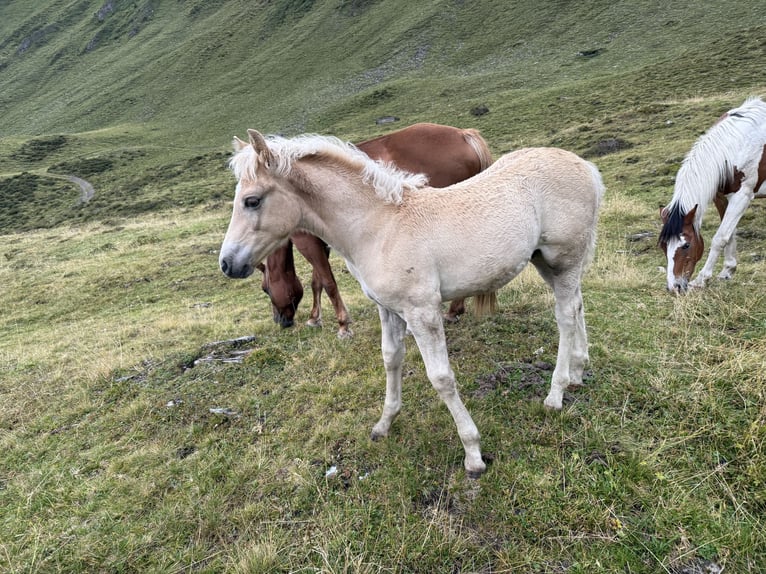 Haflinger Mix Stallion Foal (06/2026) Chestnut-Red in Navis