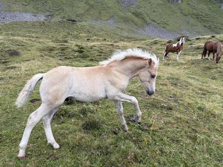 Haflinger Mix Stallion Foal (06/2026) Chestnut-Red in Navis