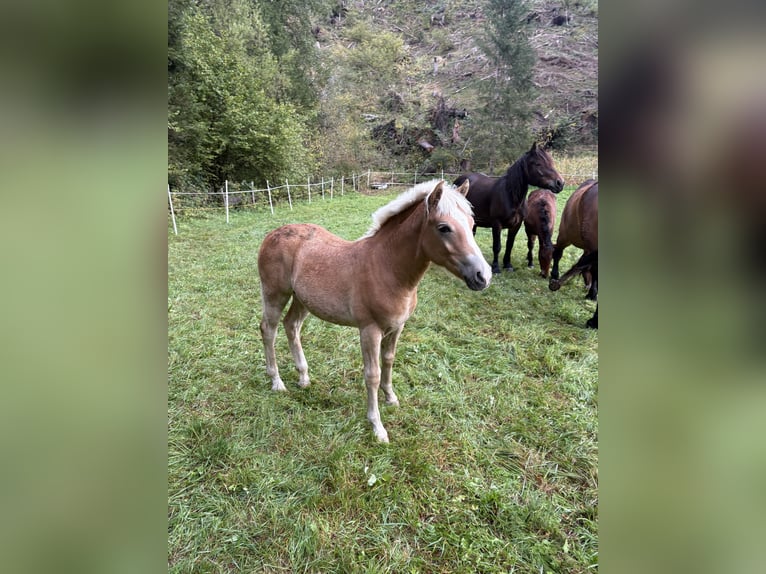 Haflinger Stallion Foal (03/2025) Chestnut-Red in Rangersdorf