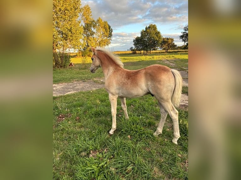 Haflinger Stallion Foal (01/2026) Chestnut-Red in Calau