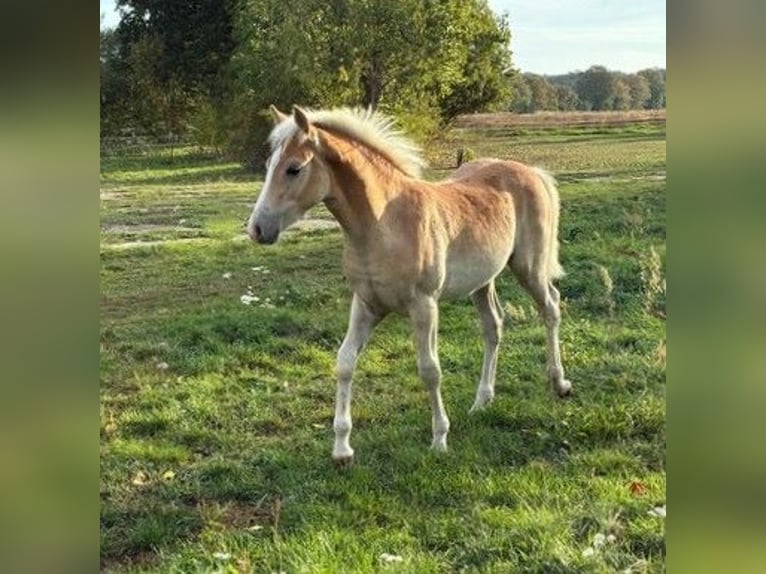 Haflinger Stallion Foal (01/2026) Chestnut-Red in Calau