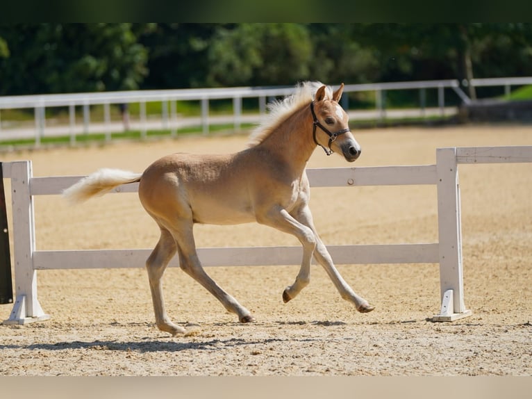 Haflinger Stallion Foal (05/2025) Chestnut-Red in Witzenedt