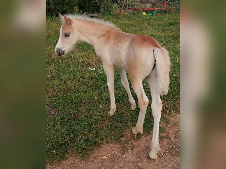 Haflinger Stallion Foal (04/2026) Chestnut-Red in Castellaneta Marina
