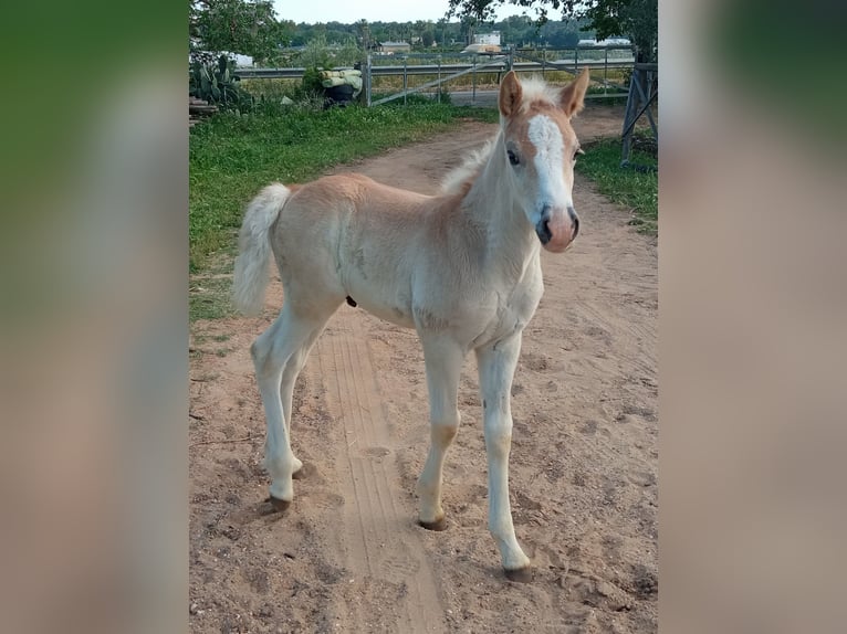 Haflinger Stallion Foal (04/2026) Chestnut-Red in Castellaneta Marina