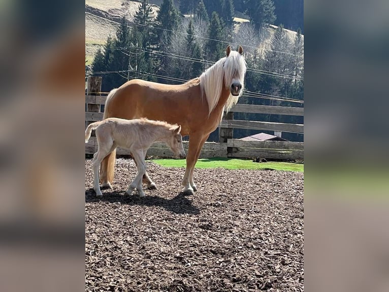Haflinger Stallion Foal (04/2025) Chestnut-Red in Kl&#xF6;sterle