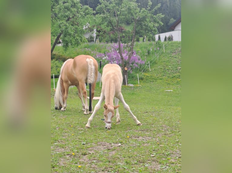 Haflinger Stallion Foal (04/2025) Chestnut-Red in Kl&#xF6;sterle
