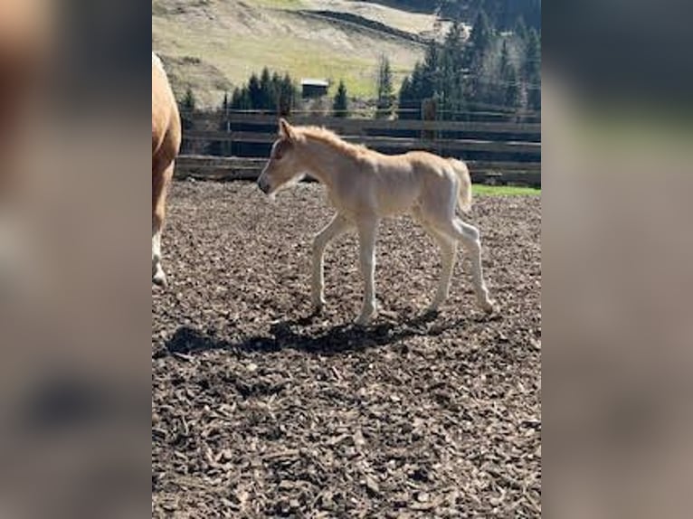 Haflinger Stallion Foal (04/2025) Chestnut-Red in Kl&#xF6;sterle