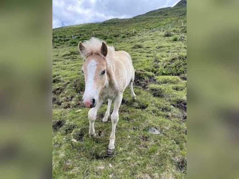 Haflinger Stallion Foal (04/2025) Chestnut-Red in Kl&#xF6;sterle