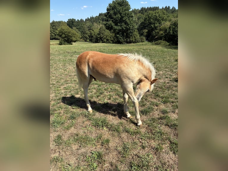 Haflinger Stallion Foal (04/2026) Chestnut-Red in Straubenhardt
