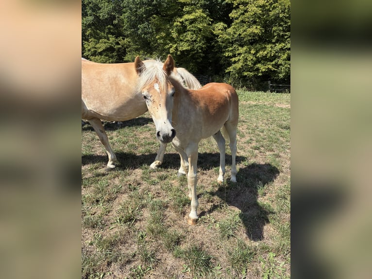Haflinger Stallion Foal (04/2026) Chestnut-Red in Straubenhardt