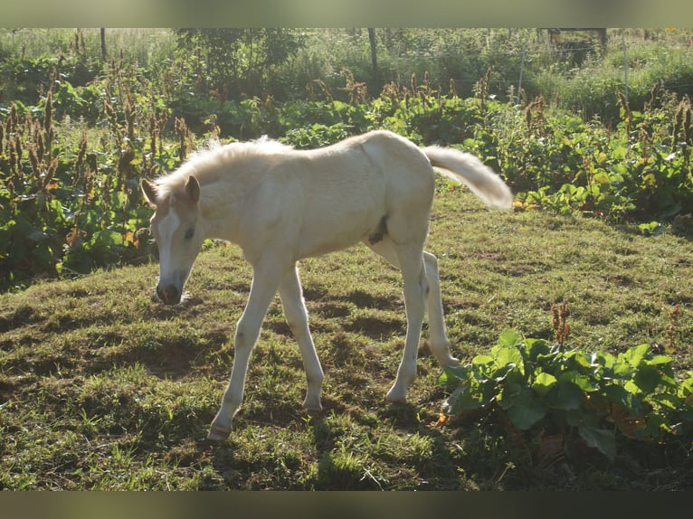 Haflinger Stallion Chestnut-Red in Dellach Haflinger Stallion Chestnut-Red in Dellach