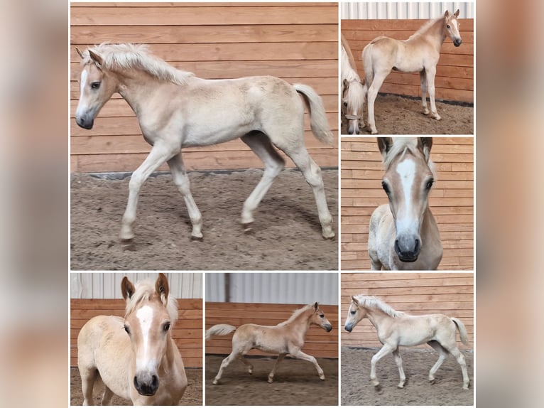Haflinger Stallion Foal (04/2026)  in Den Ham