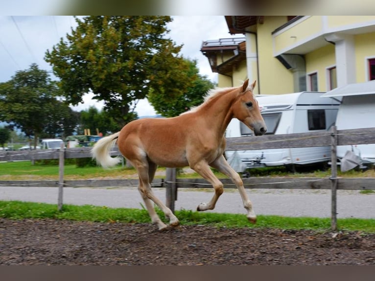 Haflinger Stallion  in Schwendau