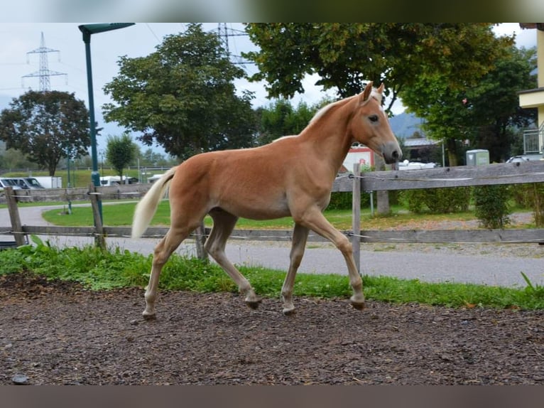 Haflinger Stallion  in Schwendau