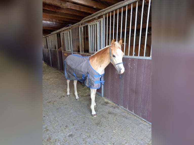 Haflinger Stallion Foal (04/2026)  in Halle
