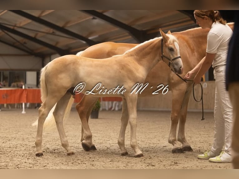 Haflinger Stallion Foal (04/2026)  in Halle