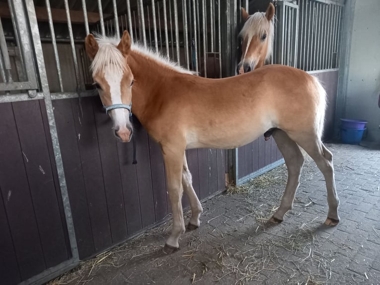 Haflinger Stallion Foal (04/2026)  in Halle