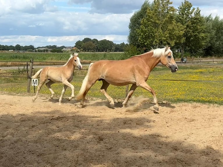 Haflinger Stallion Foal (04/2026)  in Halle