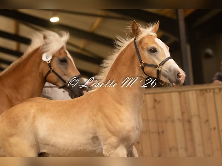 Haflinger Stallion Foal (04/2026)  in Halle