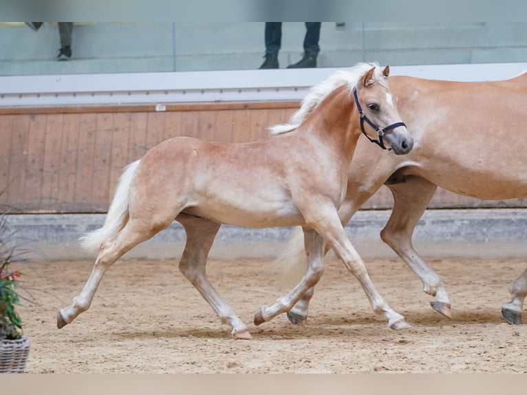 Haflinger Stallion Foal (02/2023) in Ternberg