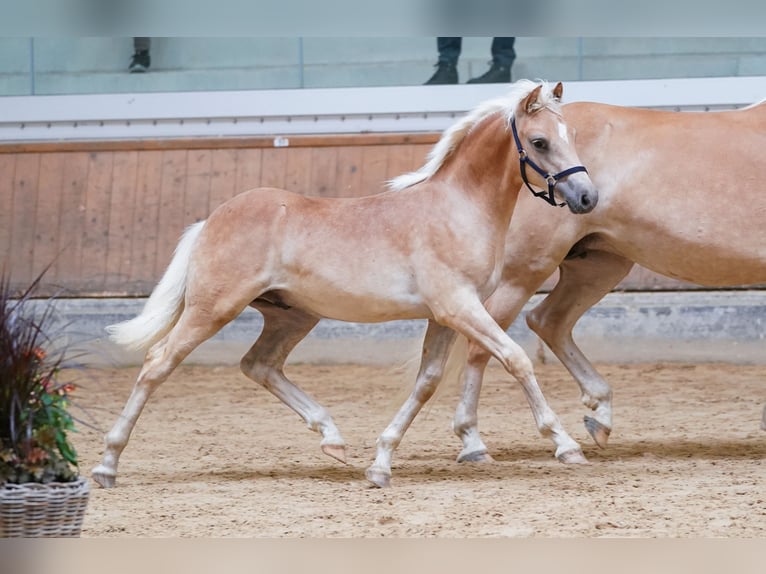 Haflinger Stallion Foal (02/2023) in Ternberg