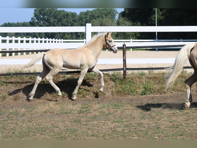 Haflinger Stallion Foal (02/2026)  in Arcen