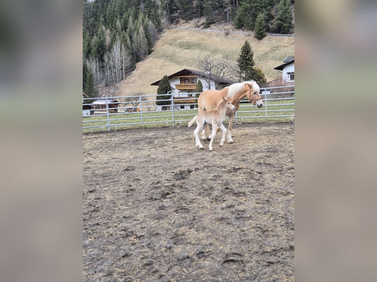 Haflinger Stallion Foal (03/2026)  in Gschnitz