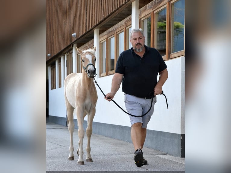 Haflinger Stallion Foal (05/2025) in Ramsau im Zillertal