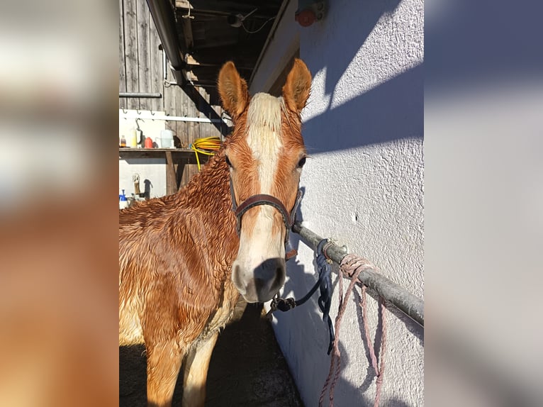 Haflinger Stallion Foal (05/2025) in Ramsau im Zillertal