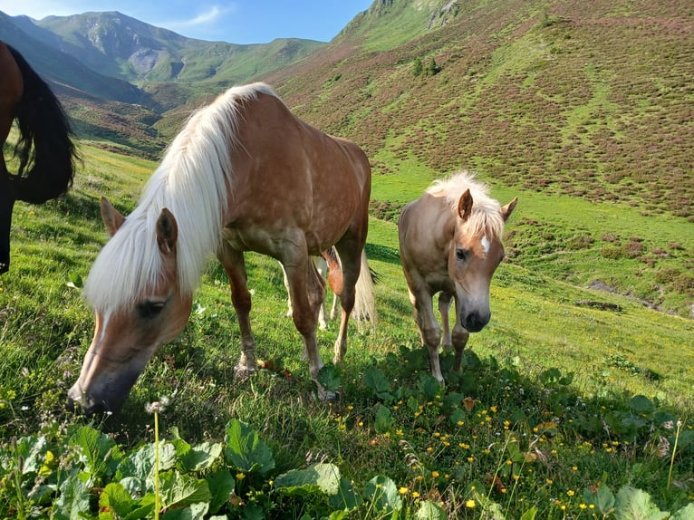 Haflinger Stallion Foal (02/2026)  in Steinach am Brenner